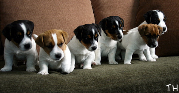 100708_B pentue.jpg - Roope, Robin, Ruben, Rico, Ronja & Romeo :)